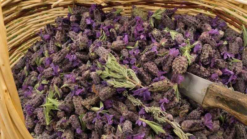 Karabaş otu (Lavandula stoechas)