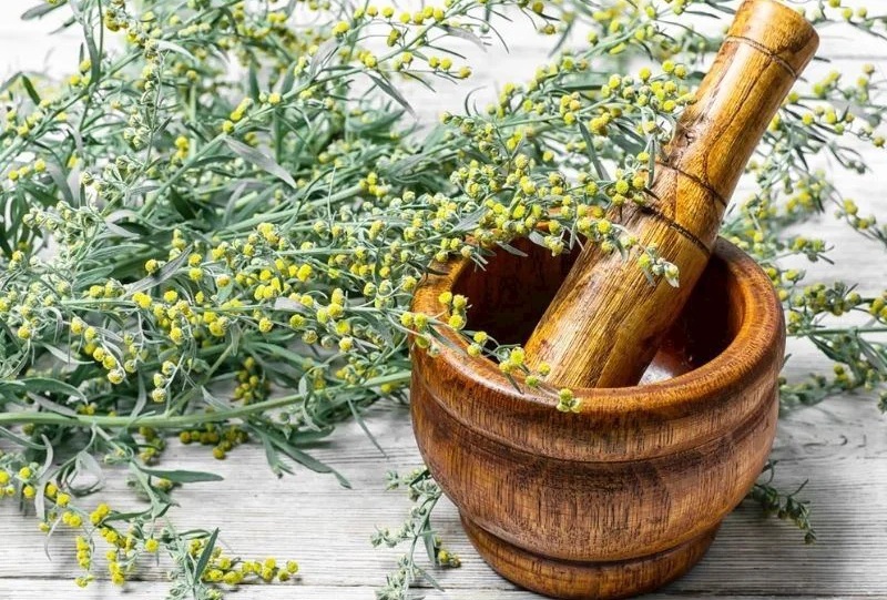 1 Xalq arasında parazitlərə qarşı istifadə edilməsi ilə də tanınır.